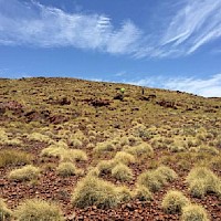 Typical physiography and vegetation